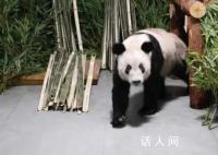 民眾凌晨在北京動物園門口等丫丫 因丫丫回京后需靜養現不對外展出