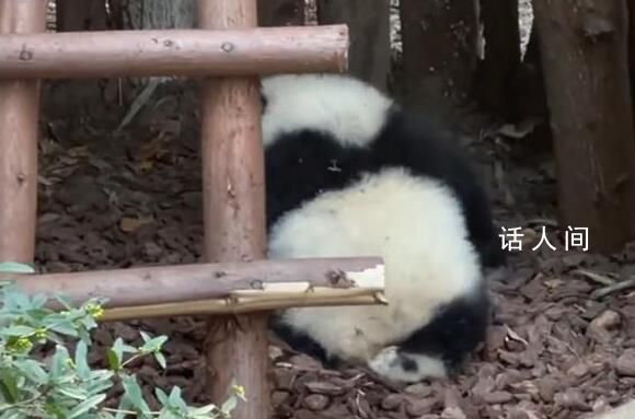 大熊貓園潤遭男子潑水 網(wǎng)友們紛紛留言表示憤怒