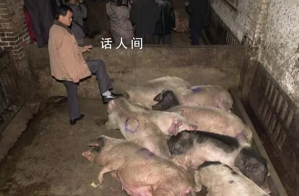 豬場電閘跳閘 高溫致上千頭豬死亡