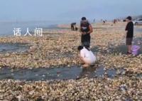 官方回應(yīng)廣東汕尾海灘現(xiàn)百米生蠔帶 建議盡量不要食用