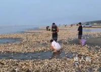 疑臺(tái)風(fēng)刮來(lái)遍地生蠔 居民撿200斤