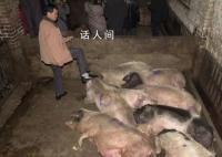 豬場(chǎng)電閘跳閘 高溫致上千頭豬死亡