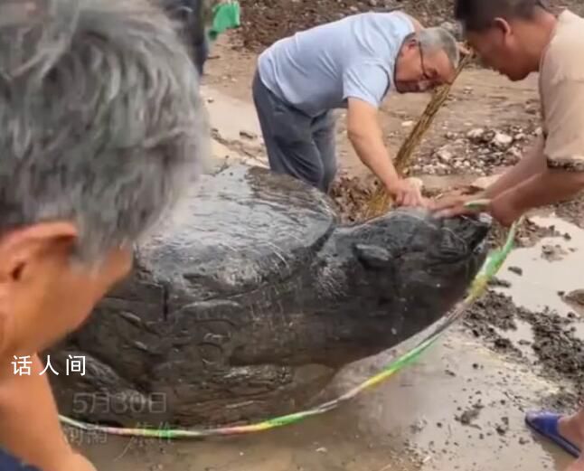 河南一村莊修路挖出大石龜 網友驚呼，這可是塊寶