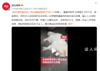 薩摩耶遭領(lǐng)養(yǎng)人男友捆腳丟棄死亡 愛心人士將狗狗送醫(yī)搶救但卻無濟于事
