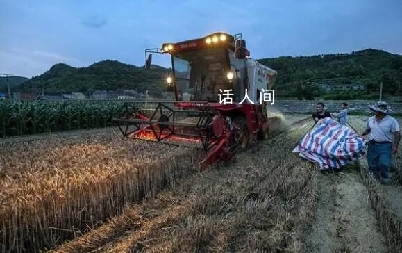 河南小麥?zhǔn)崭畛?成 周末將有雨