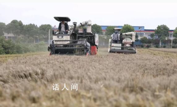 河南多縣搶收小麥 人休息機(jī)器不休息