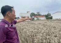 河南搶收小麥:人休息機器不休息
