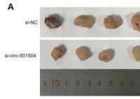 4篇論文現同一劃痕鋼尺3篇遭撤稿 該鋼尺引發的質疑和調查