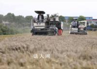 河南多縣搶收小麥 人休息機器不休息