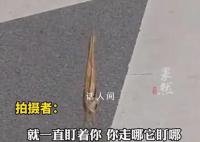 男子路遇紙片鳥一查竟是國寶動物 網友報警處理后離去