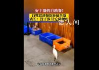 白鷺誤進餐館直奔后廚狂炫魚貨 好豐盛的自助餐