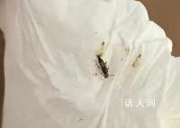 遇到這種蟲子別打 有人差點毀容