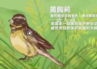 環境保護的耀眼“實績” 罕見野生動植物的頻頻現身