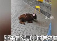 牛肉干店把牛犢拴門口吆喝現點現做 引起了網友關注和譴責