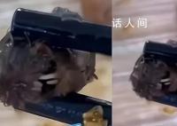 媒體:鴨脖羅生門關(guān)鍵信息未披露