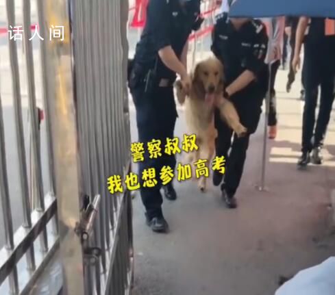 金毛沖進考場被民警無情請出 網友：忘帶雙證了