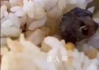 鼠頭鴨脖食堂意見反饋群曝光 每個月在群里學生投訴菜品問題的圖片20張還不止