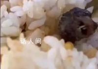 專家談鴨脖爭議:大概率是老鼠頭