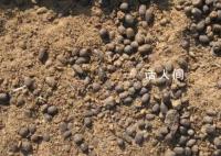 90后程序員回家賣羊糞月銷120萬 引起了人們的關注