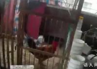 公雞打鳴影響考生 主人:今晚吃雞