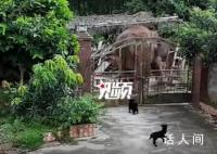 大象破門闖入居民家吃飯菜 野象輕松破門而入