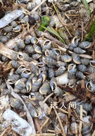 女子吃了兩捧割香螺心跳驟停 醫生：吃一個就可能致命