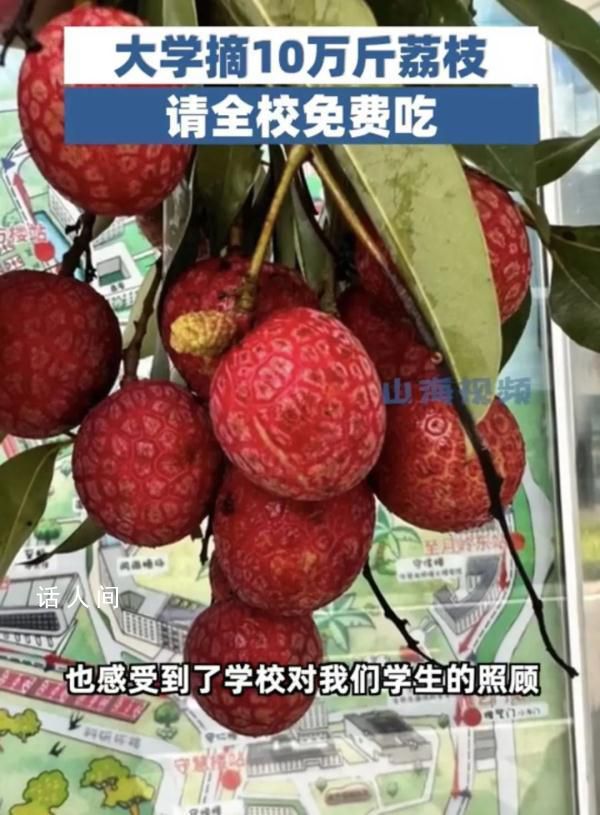 大學(xué)摘10萬斤荔枝請學(xué)生免費(fèi)吃 學(xué)校有一片荔枝林