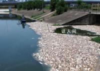 合肥一魚塘7萬斤魚突然死亡 初判工業廢棄物污染魚塘水體