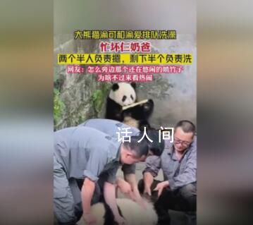 大熊貓洗澡兩個(gè)半人摁半個(gè)負(fù)責(zé)洗 大熊貓?jiān)瓉硎菍?shí)心熊打濕也不縮水