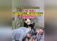 大熊貓洗澡兩個(gè)半人摁半個(gè)負(fù)責(zé)洗 大熊貓?jiān)瓉?lái)是實(shí)心熊打濕也不縮水