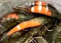 在廣東買蝦還沒到家就熟了 廣東究竟有多熱