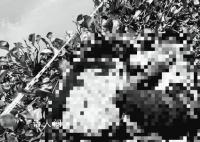 中國男子被同胞殺害藏尸行李箱 4名嫌疑人落網
