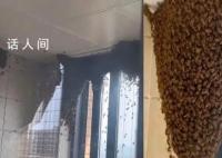 女子家中進蜜蜂 半小時被筑超大蜂巢