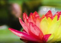 南京雙色睡蓮綻放配色絢麗如畫 一半金黃一半嫣紅