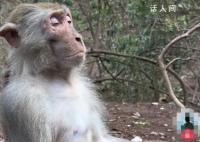 貴州“美猴王”打坐冥想 引來網(wǎng)友熱議