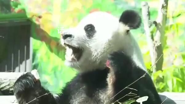 兩只旅俄大熊貓體重和人氣齊升 如意的體重從剛到莫斯科的96公斤長到了136公斤