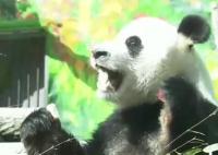兩只旅俄大熊貓體重和人氣齊升 如意的體重從剛到莫斯科的96公斤長到了136公斤