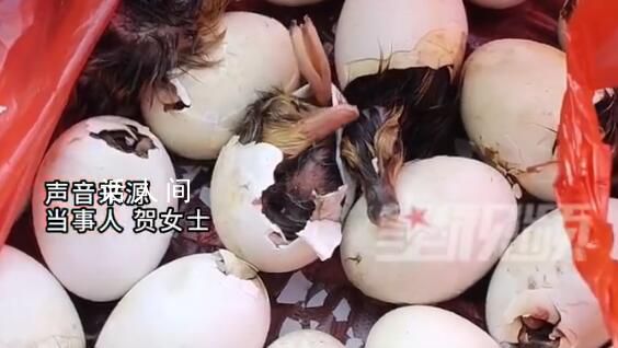 男子趕集買毛蛋到家全變鴨子 當事人：準備飼養