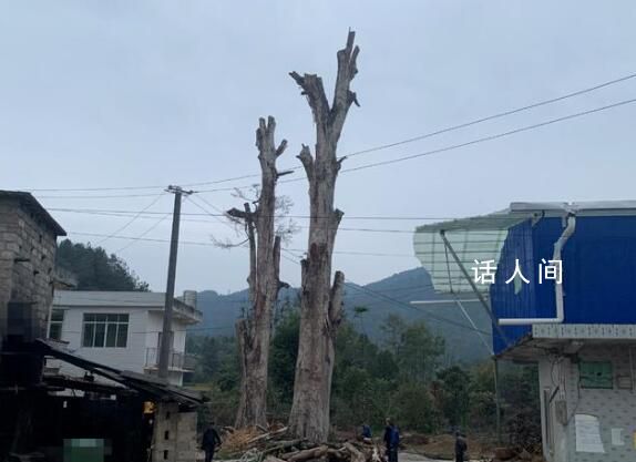 貴州300歲楨楠遭犯罪團伙“下毒” 可能導致古樹大量枝葉枯黃掉落