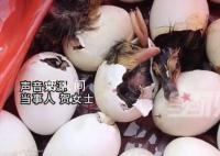男子趕集買毛蛋到家全變鴨子 當事人：準備飼養