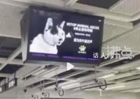 深圳地鐵投放反虐動物廣告遭投訴 稱貓狗一年咬傷4000萬人老百姓深受其苦