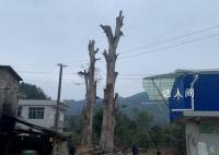 貴州300歲楨楠遭犯罪團伙“下毒” 可能導致古樹大量枝葉枯黃掉落