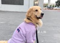 大學生興起免費幫人遛狗潮 狗主人高興大學生高興狗狗也高興