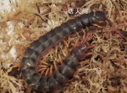 深圳郵局海關查獲秘魯巨人蜈蚣 最長可達半米