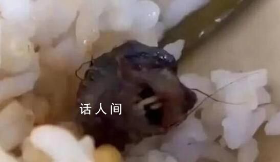 鼠頭到底如何一步步變成了鴨脖 為何鼠頭曾被認定為鴨脖