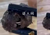 “鼠頭鴨脖”院校已刪除鴨脖聲明 鼠頭鴨脖事件調查結果公布