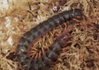 深圳郵局海關查獲秘魯巨人蜈蚣 最長可達半米
