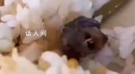 媒體:指鼠為鴨人員面臨何種處分?