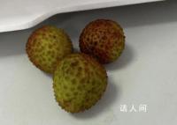端午公司發了3顆荔枝 員工紛紛表示不滿