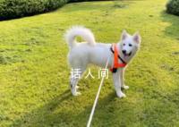 大學生“以證換狗”走紅背后 雙方還應注意遛狗過程中可能面臨的法律責任和風險